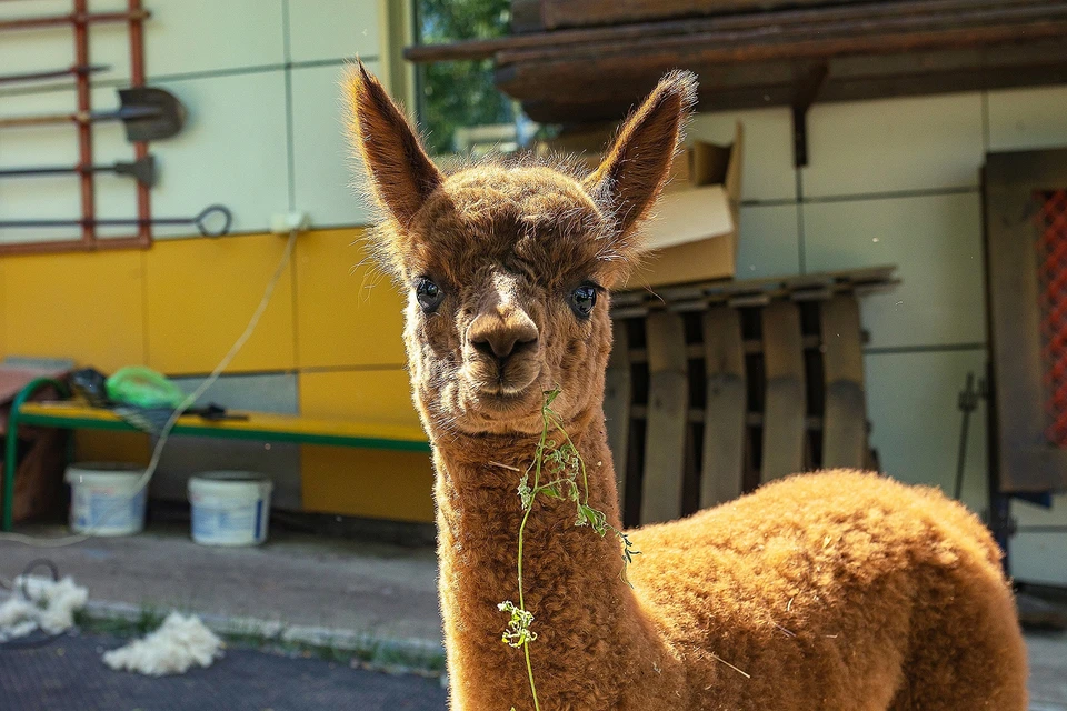 Вопрос: как можно измерить температуру почвы? - растения | studok.net