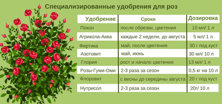 Explorer — красная чайно-гибридная роза классической формы из нидерландов