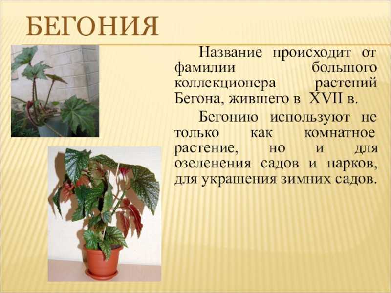 Бегония: сорта, выращивание, посадка и уход в домашних условиях
