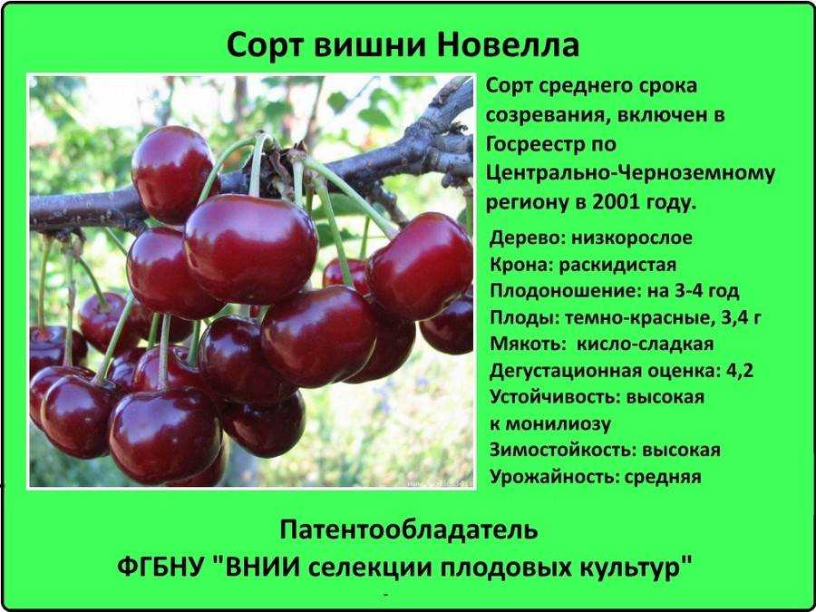 Что такое самобесплодный сорт черешни и как его опылять