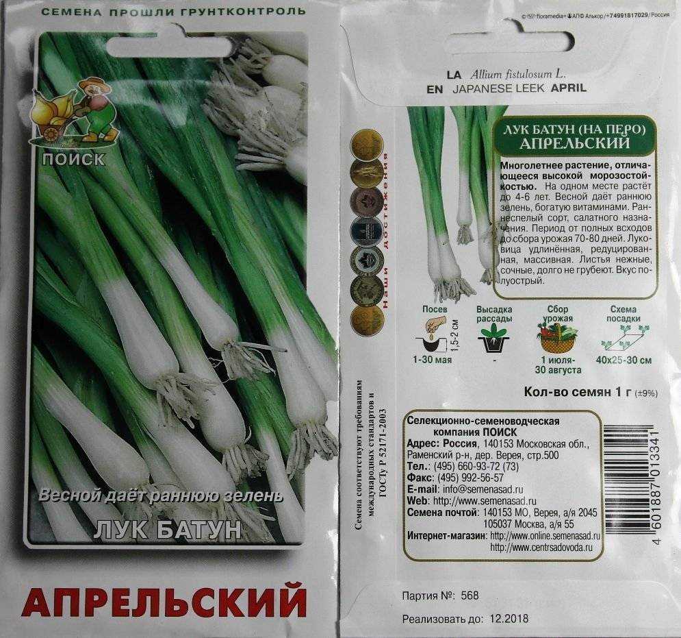 Лук-батун - выращивание из семян в однолетней и многолетней культуре