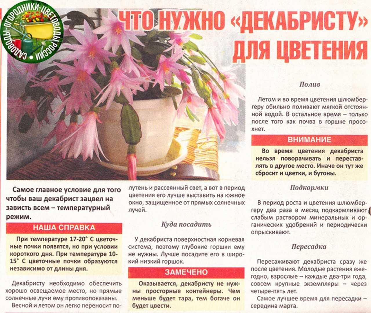 Размножение декабриста в домашних условиях: семенами, черенками и прививкой на другое растение; инструкция, как правильно рассадить цветок