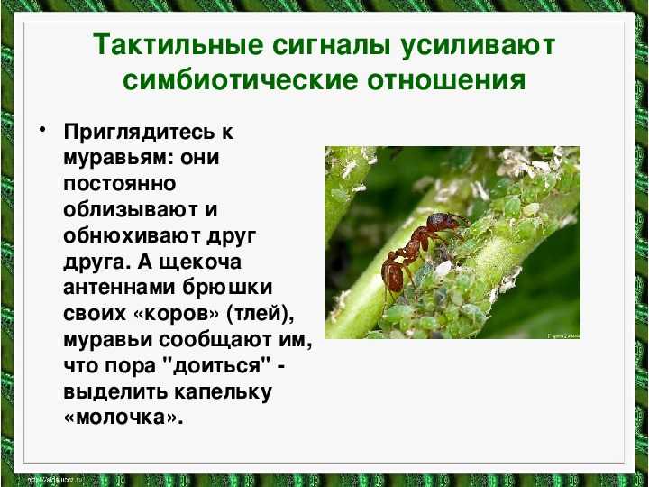 ✅ как взаимодействуют муравьи и тля - study-bro.ru