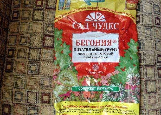 Как ухаживать за цветком бегония в домашних условиях :: инфониак
