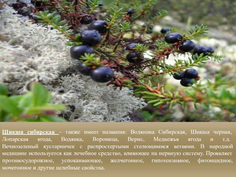 Водяника: распространение, виды, уход, размножение, болезни