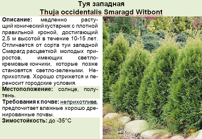 Туя смарагд размеры взрослого растения. thuja occidentalis 'smaragd' | здоровье человека