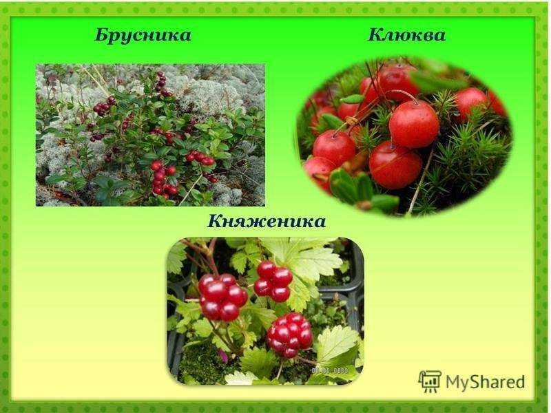 Чем внешне отличается клюква от брусники