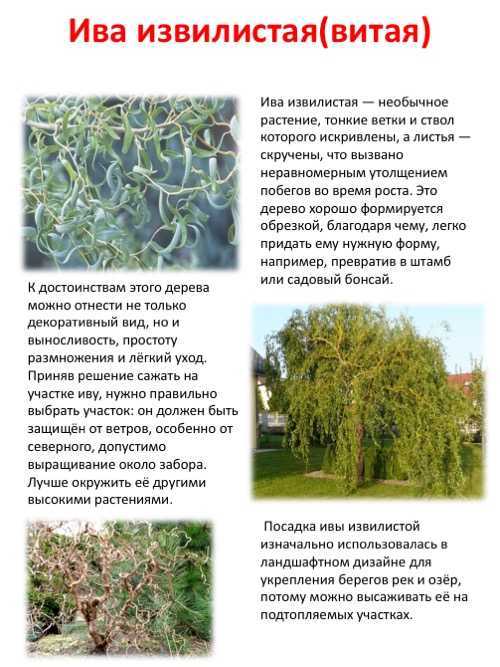 ᐉ особенности плакучей ивы - roza-zanoza.ru