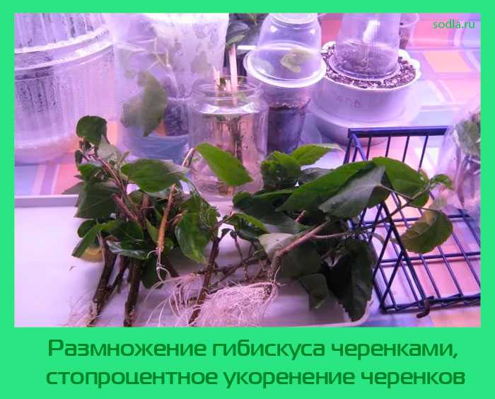 Секреты разведения гибискуса: какими способами он размножается и как получить новое растение?