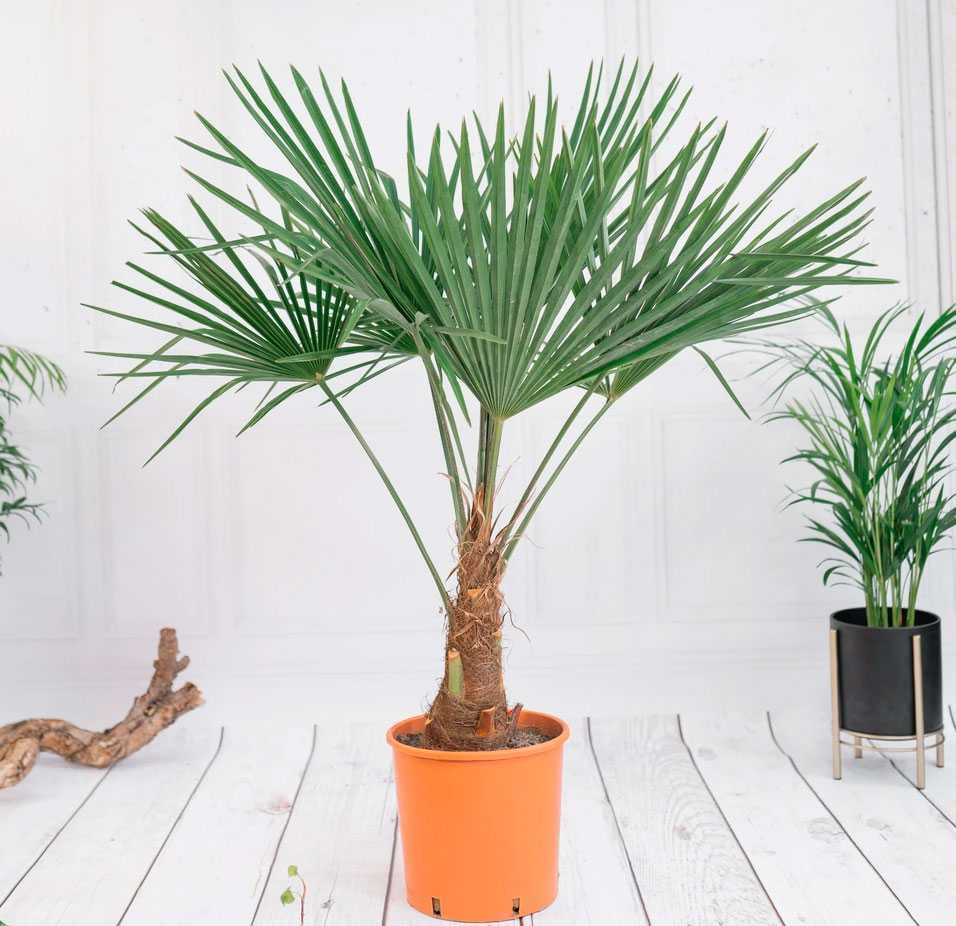 Компактная комнатная пальма трахикарпус Форчуна Trachycarpus fortunei непременно обратит на себя внимание тех цветоводов, которые предпочитают экзотические растения Ее эффектная крона может стать ярким украшением любого интерьера