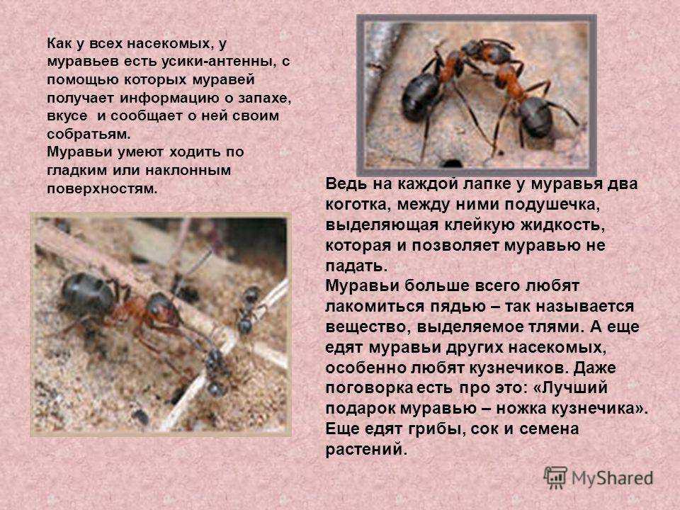 Как и где зимуют муравьи: спят в муравейнике, умирают или трудятся?