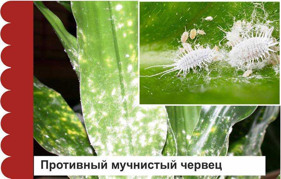 Мучнистый червец: как бороться на комнатных растениях, народные средства