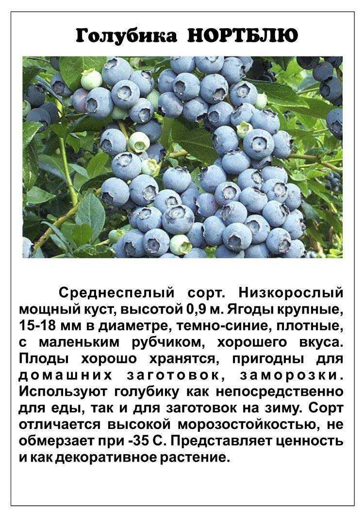 Голубика: посадка и уход, описание выращивания, полезные свойства, фото