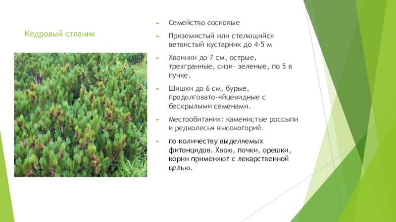 Кедровый стланик – аграрий