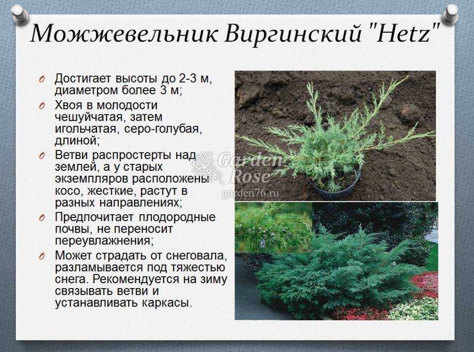 Можжевельник для дачи: посадка и уход в открытом грунте