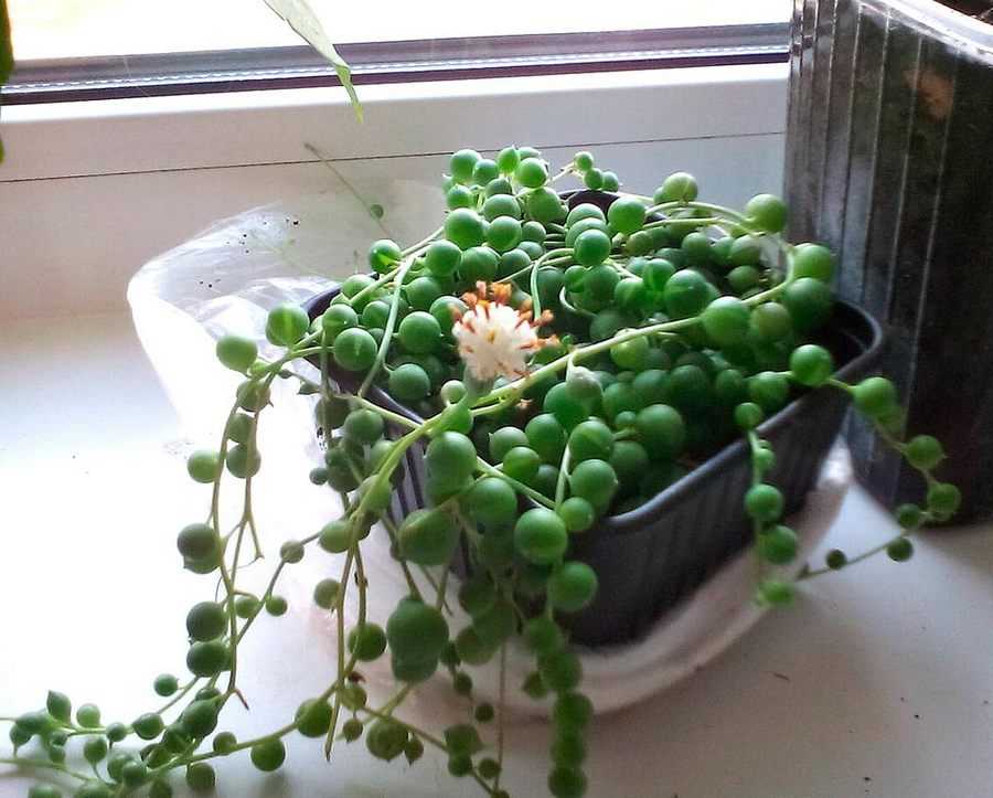 Крестовник роули (senecio rowleyanus): описание, уход и размножение