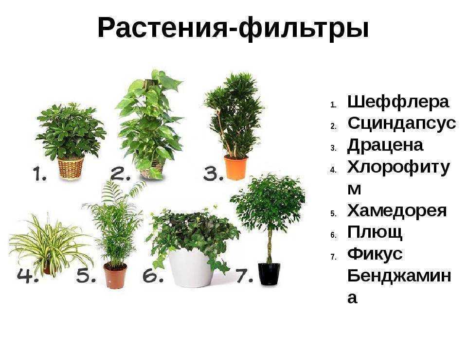 Топ-10 комнатных растений, которые очищают воздух