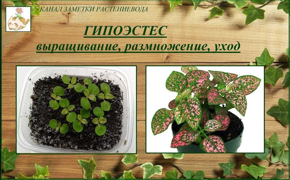 Познакомьтесь поближе с гипоэстесом: посмотрите на фото и узнайте, какого ухода он требует в домашних условиях и на улице Рассказано о размножении комнатного цветка семенами и черенками, а также о нюансах выращивании в открытом грунте