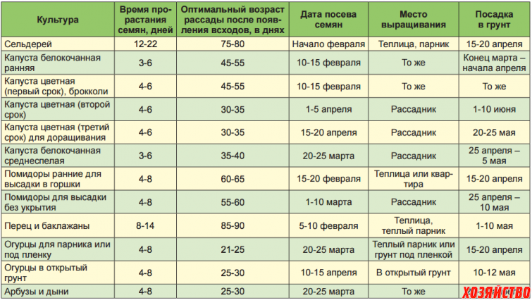 Томаты: пошаговая фото-инструкция по посеву на рассаду в домашних условиях