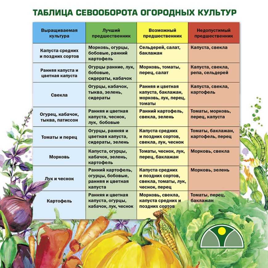 Как вырастить имбирь на даче в открытом грунте: правила посадки и ухода, отзывы садоводов