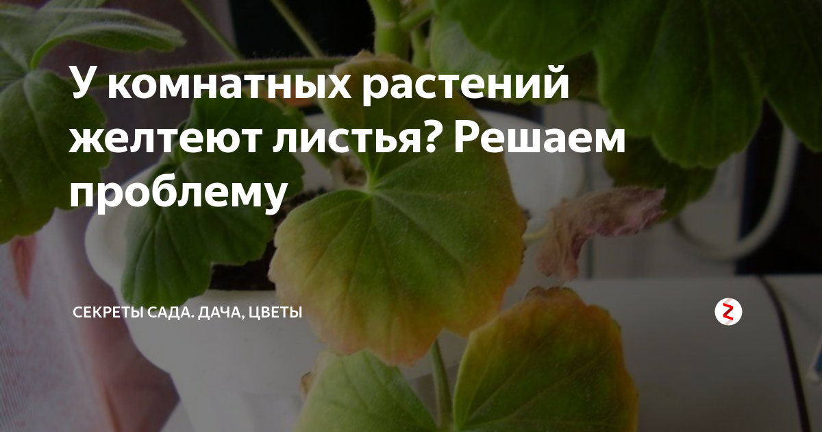 Почему не цветет кливия, разные приметы и суеверия
