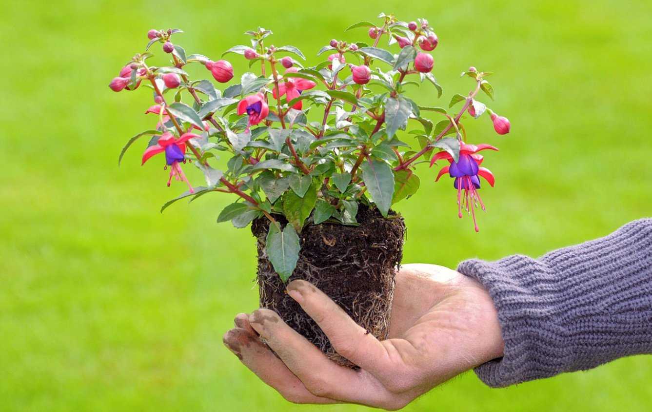 Растение фуксия Fuchsia является представителем семейства Кипрейные Данный род объединяет около 100 видов Такое растение получило название в честь Фукса, который был немецким ботаником