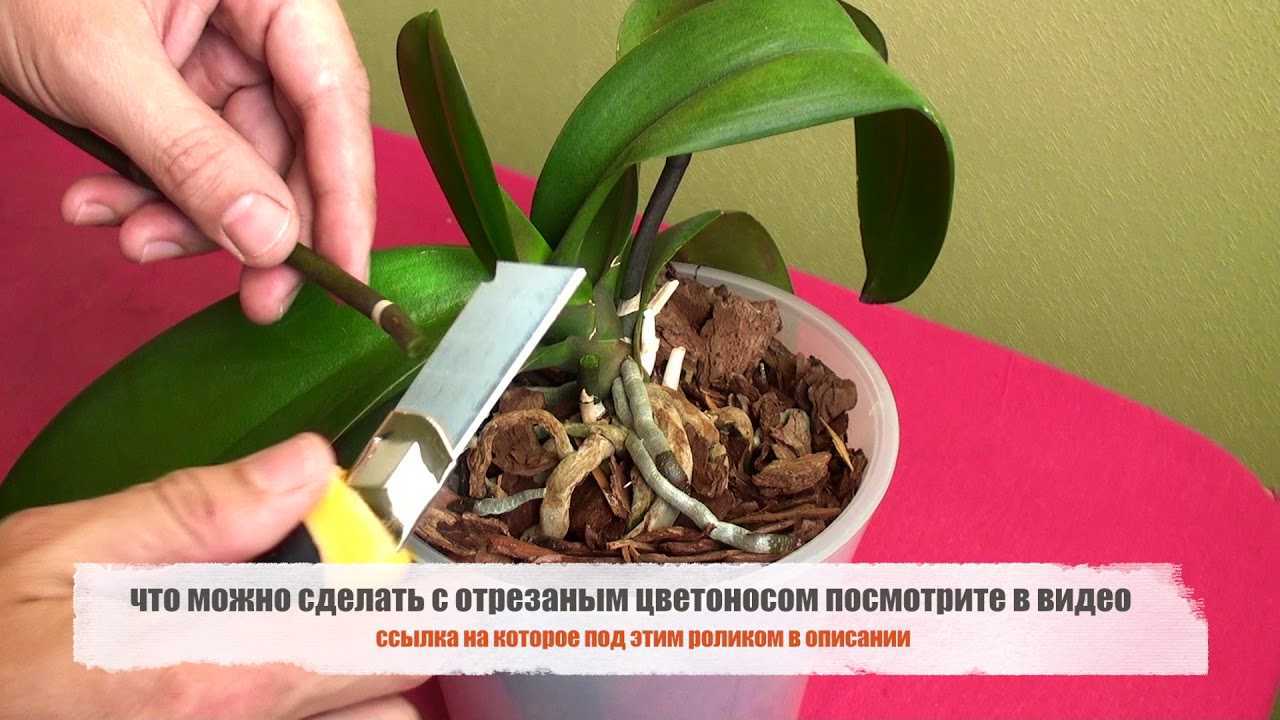 Можно ли обрезать воздушные корни у орхидеи, советы цветоводов