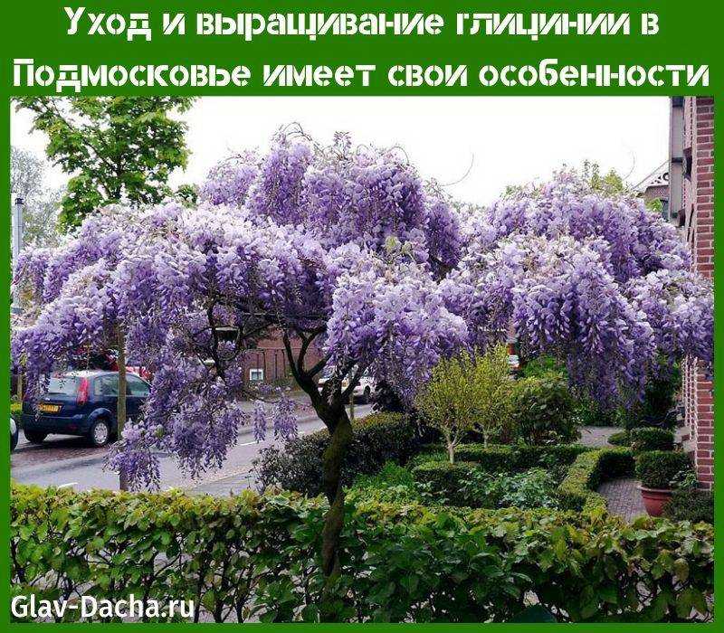 Выращивание глицинии (вистерии): секреты и советы опытных цветоводов