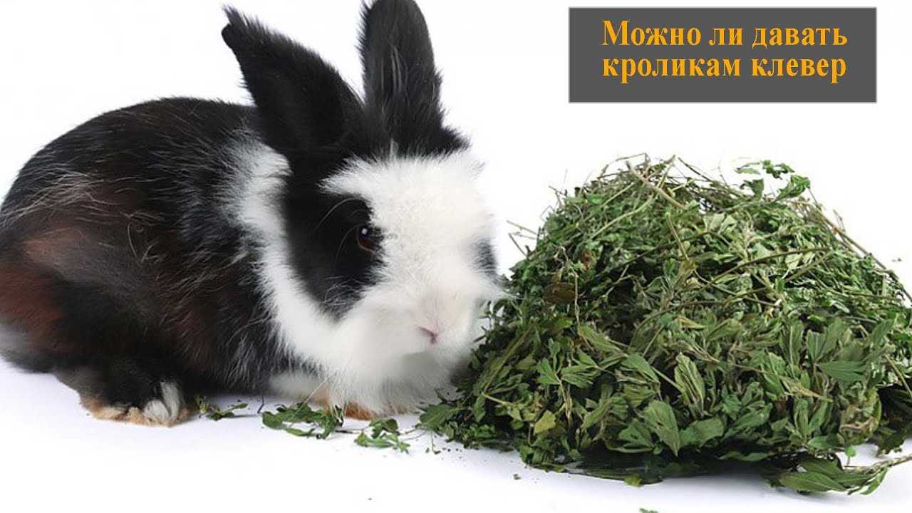 Растениеводство → ода топинамбуру: дешёвые корма — дешёвая продукция