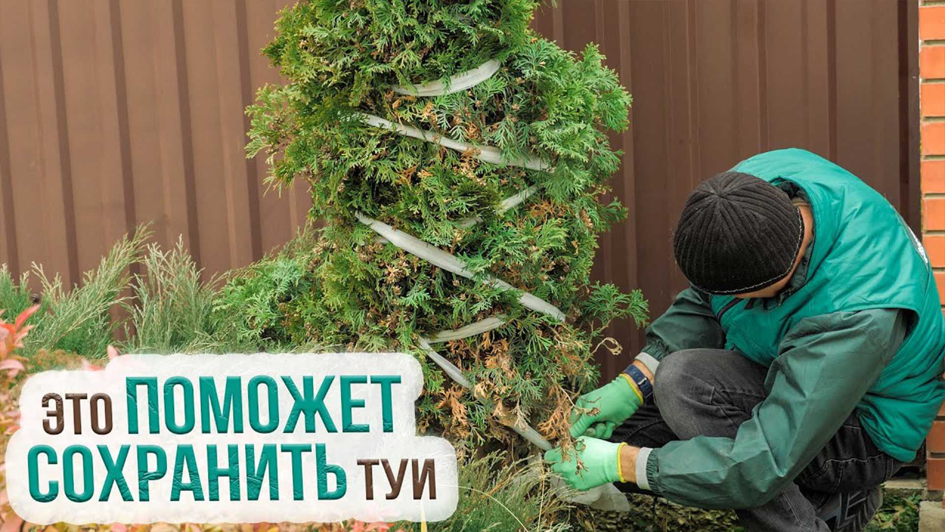 Как правильно укрывать туи на зиму: чем можно и когда нужно это делать