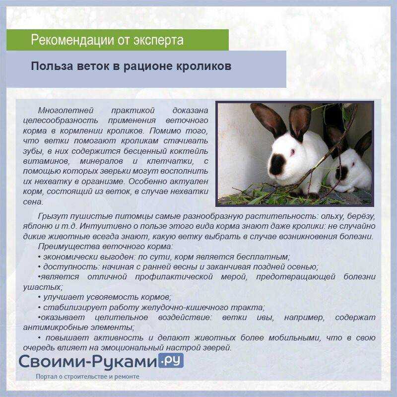 Чем кормить кроликов в домашних условиях