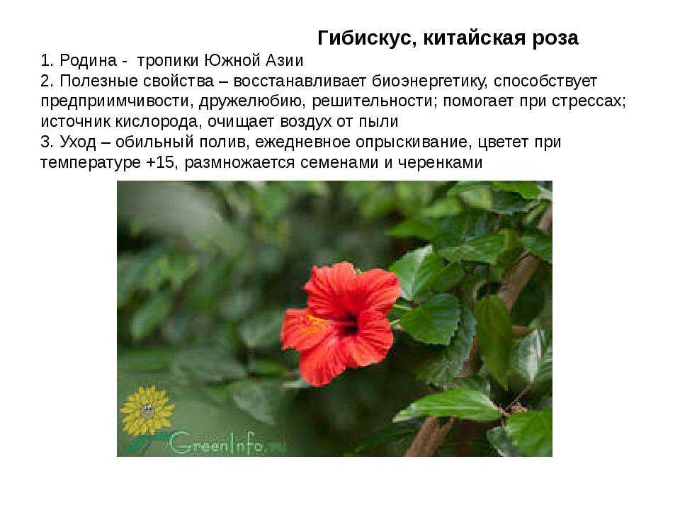 Статья о гибискусе белом, дано описание и фото сортов растения Прочтите, как ухаживать за культурой, каким образом размножать, какие встречаются болезни и вредители Узнайте о похожих цветах