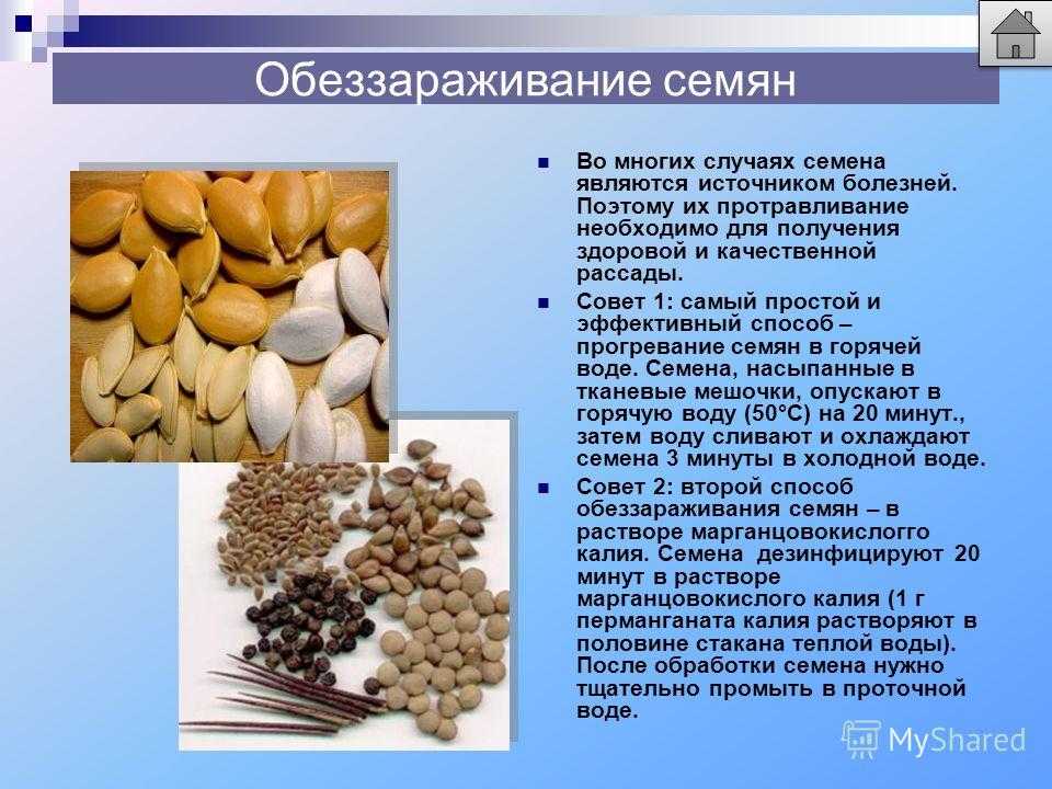 Как пересадить клубнику весной на новое место, чтобы она плодоносила