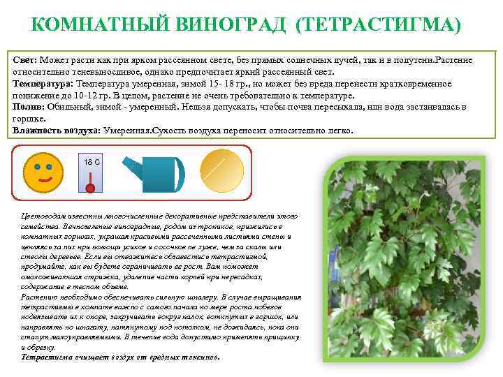 Циссус — самая быстрорастущая комнатная лиана. уход в домашних условиях. фото — ботаничка