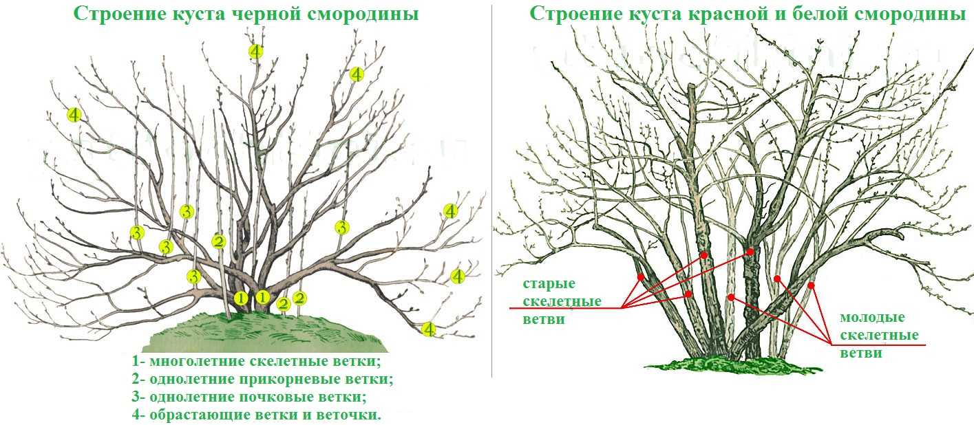 Обрезка смородины: когда и как правильно ее делать - дачные советы