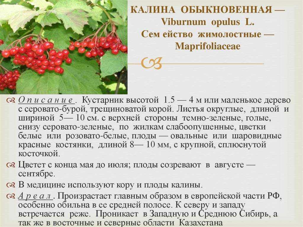 Калина Viburnum является родом семейства адоксовые, он представлен древесными цветковыми растениями Данный род объединяет больше 160 видов