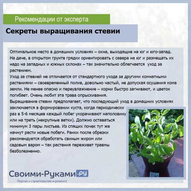 Хамеропс
