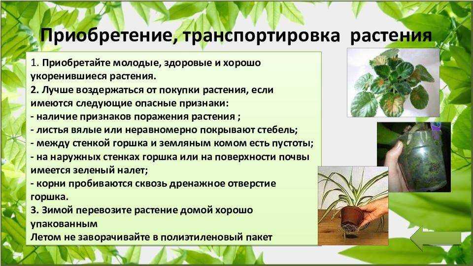 Гардения: уход в домашних условиях и фото для начинающих, а также что с ней делать после покупки, обрезка комнатного цветка, пересадка в новый горшок selo.guru — интернет портал о сельском хозяйстве