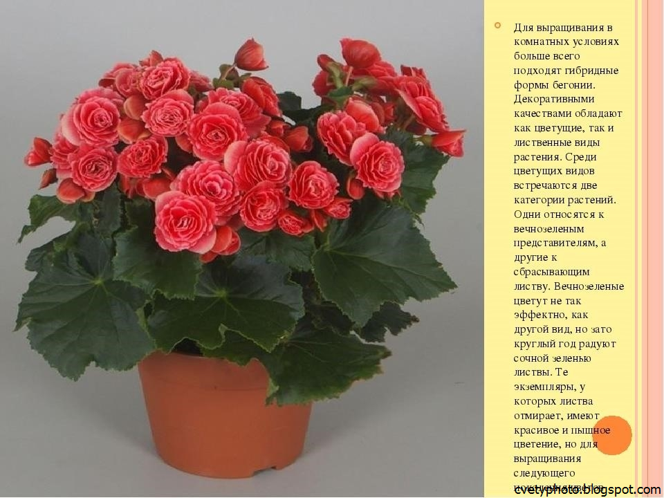 Уход в домашних условиях за бегонией декоративно-лиственной