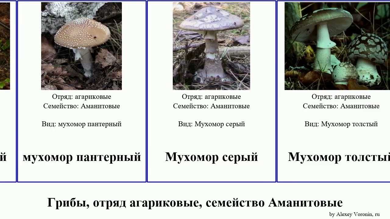 Описание внешнего вида и вкусовых качеств грибов толкачиков
