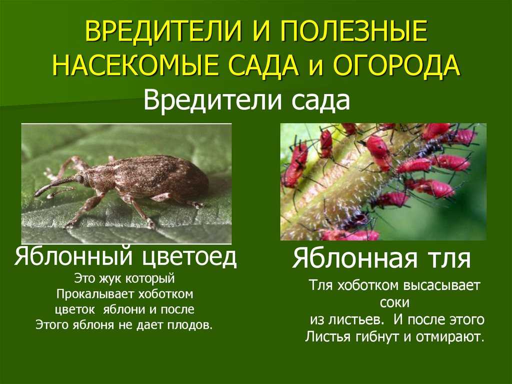 Насекомые-вредители культурных растений: фото, названия, средства борьбы, методы защиты растений от вредителей