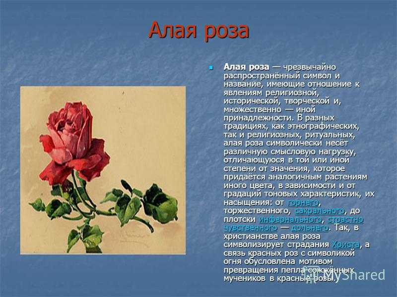 Роза как символ соединенных штатов