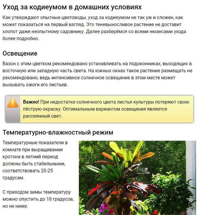 Кротон: сохнут и опадают листья – причины и решение