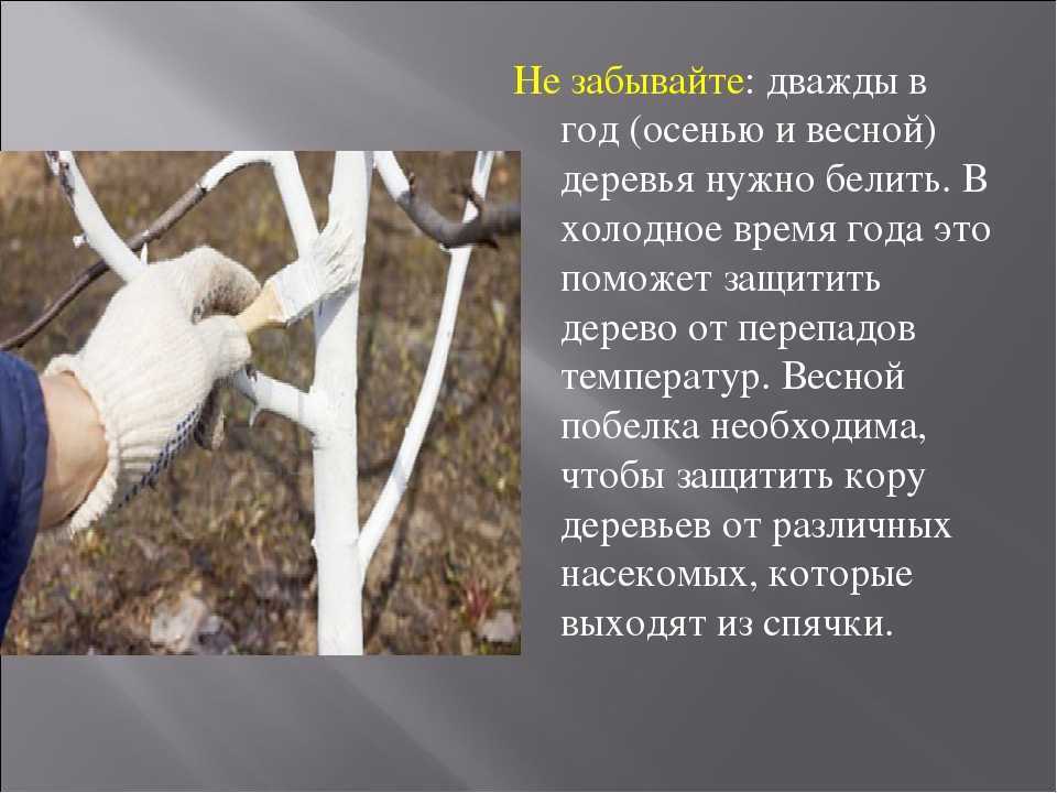 Весенняя побелка плодовых деревьев. правила, сроки. подготовка, приготовление побелочных растворов. фото — ботаничка