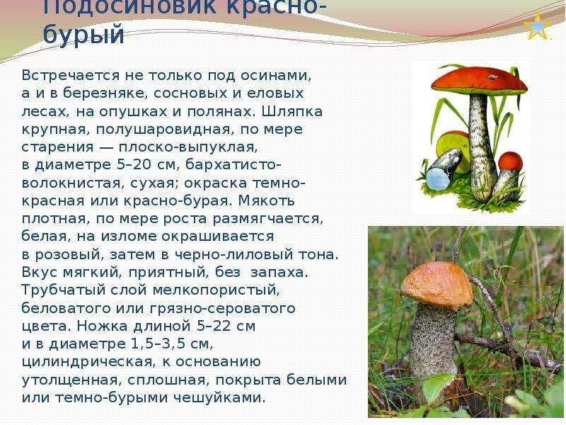 Подосиновик красный - шляпки гриба, фото и описание | съедобные ли грибы