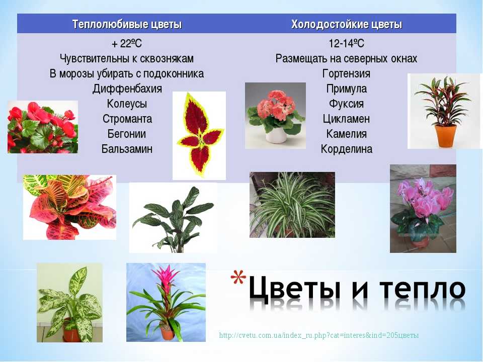 Какие теплолюбивые и холодостойкие растения выращивают в московской области