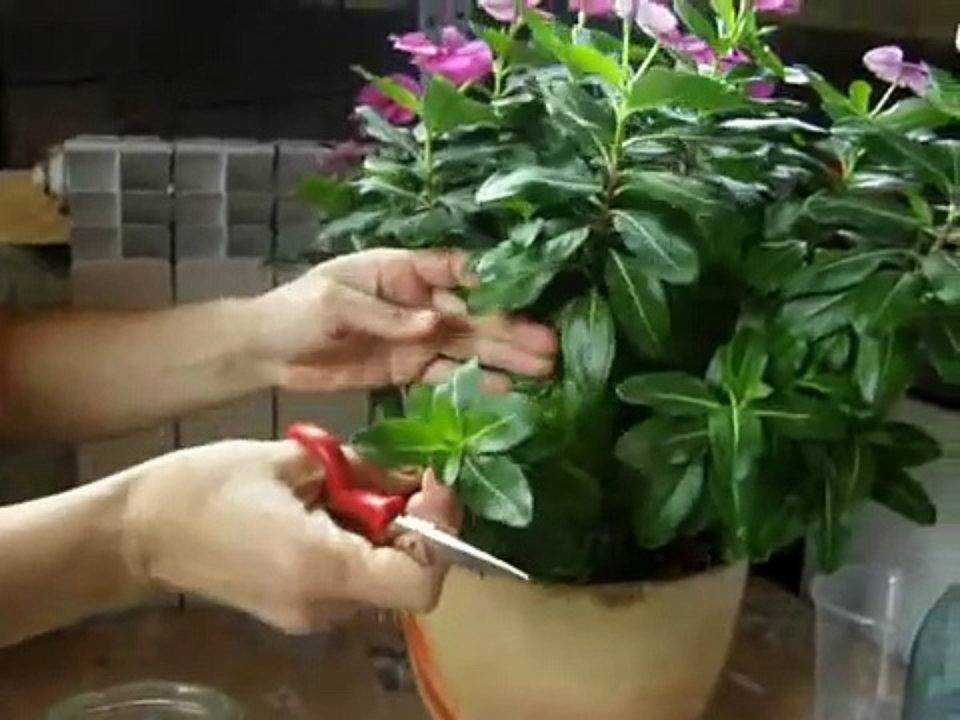 Катарантус (60 фото) - виды, посадка, уход и выращивание