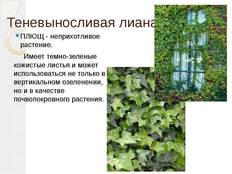Уход в домашних условиях за нежным и опасным плющом (хедерой) - комнатные и садовые растения, уход за ними sad-doma.net