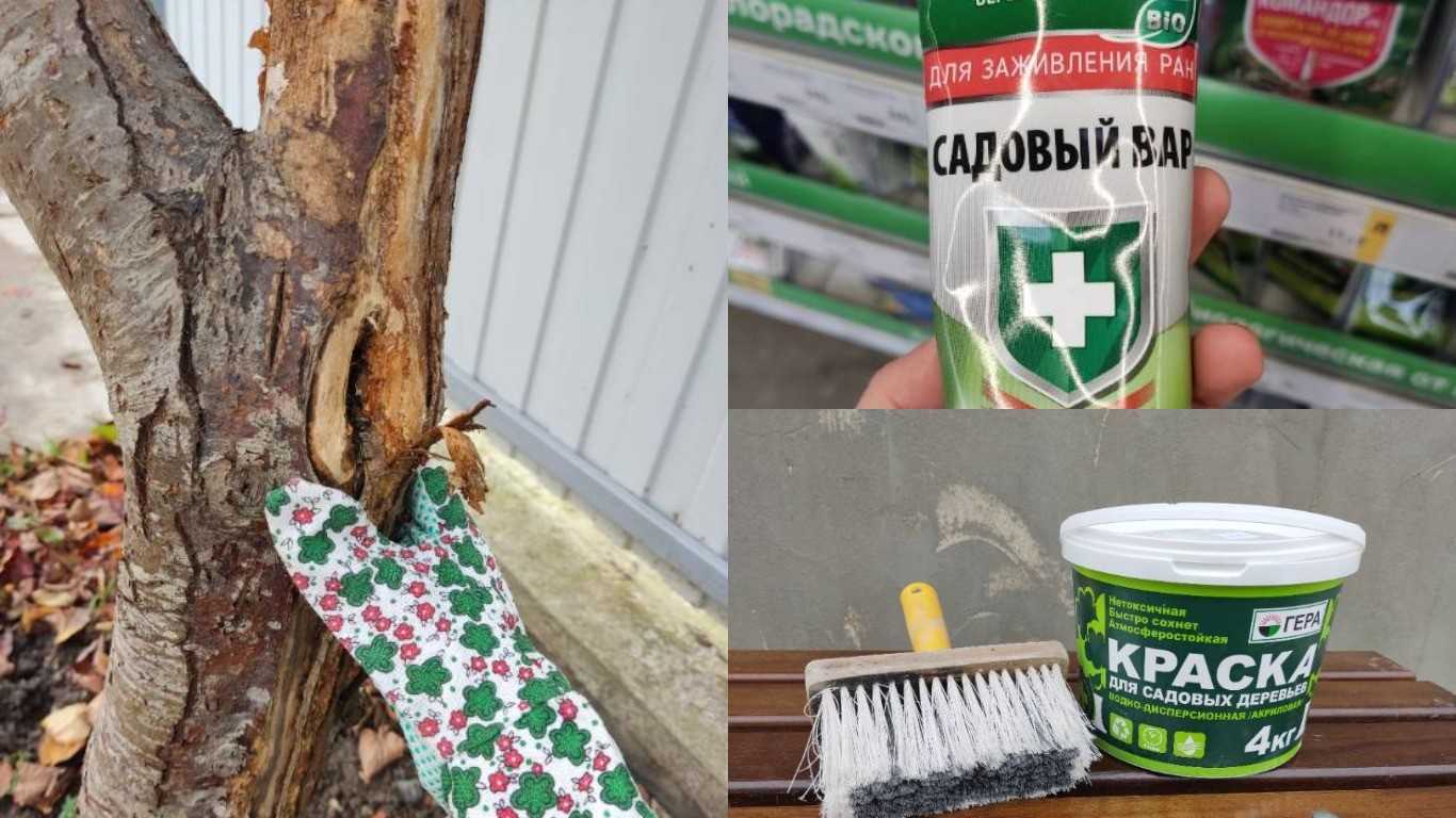 Побелка деревьев: зачем, когда и как правильно их белить?