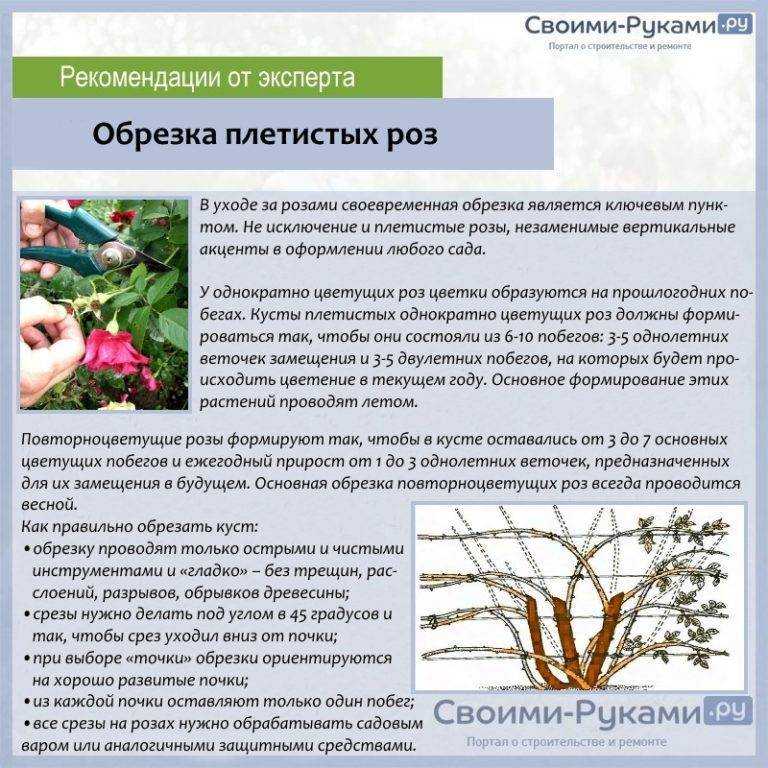 Осенний уход за розами: укрытие, обработка и обрезка